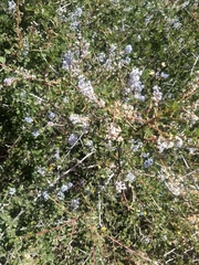 Ceanothus pauciflorus