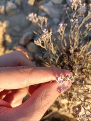 Limonium ruizii