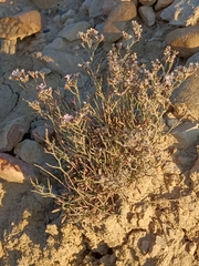 Limonium ruizii