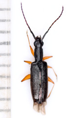 Telephanus