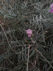 Tephrosia palmeri