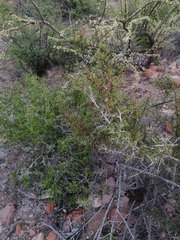 Castela peninsularis