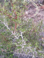 Castela peninsularis