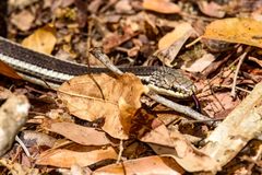 Liophidium vaillanti