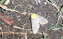 Pseudischnocampa