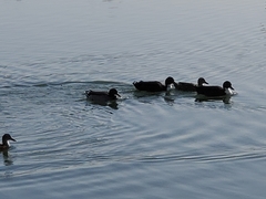 Anas platyrhynchos domesticus