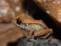 Pristimantis gaigei