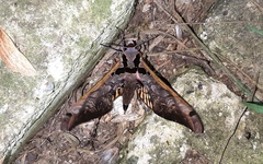 Adhemarius sexoculata