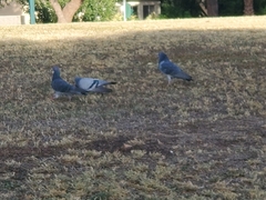 Columba livia domestica