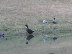 Anas platyrhynchos domesticus