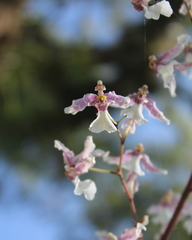 Oncidium incurvum