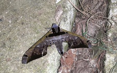 Adhemarius sexoculata