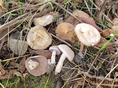 Cortinarius spilomeus