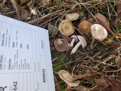 Cortinarius spilomeus