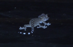Gekko gecko