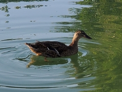 Anas platyrhynchos domesticus