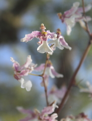 Oncidium incurvum