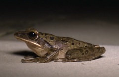 Polypedates leucomystax