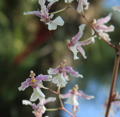 Oncidium incurvum