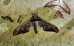 Adhemarius sexoculata