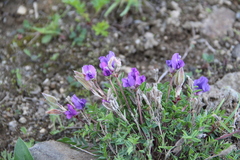 Oxytropis revoluta