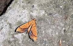Anarmodia