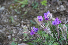 Oxytropis revoluta