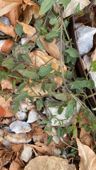 Convolvulus arvensis