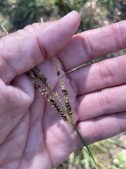 Eustachys floridana