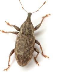 Listronotus humilis
