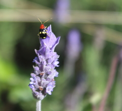 Gynandrobrotica lepida