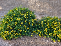 Lantana