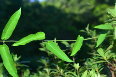 Vincetoxicum koi