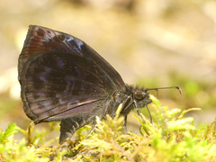 Cycloglypha thrasibulus thrasibulus