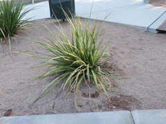 Hesperaloe parviflora