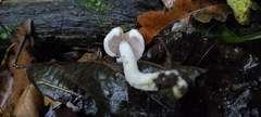 Clitocybe dealbata