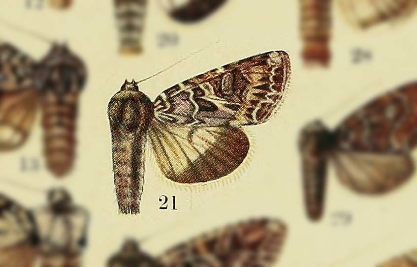 Anarta schneideri