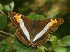 Doxocopa laurentia laurentia
