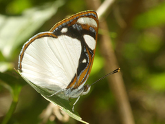 Dynamine coenus coenus