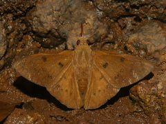 Dyscophellus
