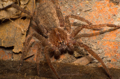 Centroctenus brevipes