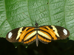 Heliconius ethilla narcaea