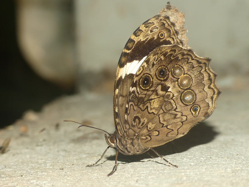 Manataria hercyna