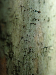 Chaenotheca brunneola