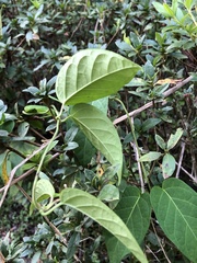 Jasminanthes mucronata