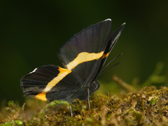 Notheme erota angellus