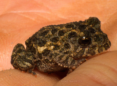 Proceratophrys salvatori