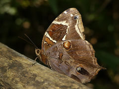 Opoptera aorsa aorsa