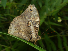 Opsiphanes cassiae crameri