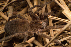 Centroctenus brevipes